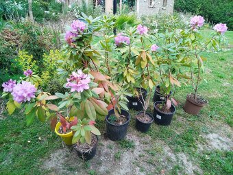 Rhododendron 1 metr velké sazenice - 4