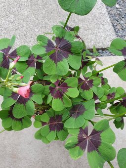 Oxalis triangularis - 4