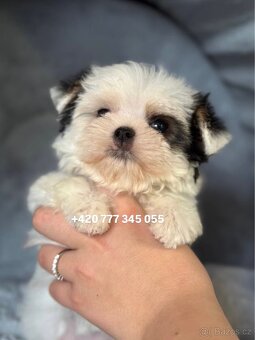 Maltipoo Morkie, 2,5 měsíce  boy male pejsek - 4