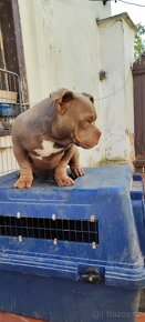 American Bully micro - 4