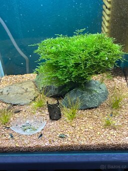 Mech Java Moss - 4