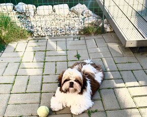 Shihtzu s PP - 4