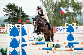 Připouštění plemenným hřebcem Welsh Cob D Trojice Empor - 4