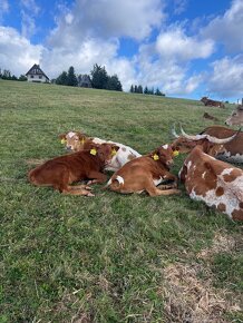 Prodám čistokrevné jalovičky texas longhorn. - 4