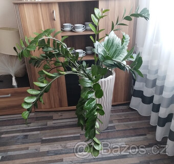 Prodám - Zamioculcas zamiifolia - Kulkas zamiolistý. - 4