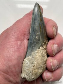 Megalodon Žraločí zub Délka 9,9 cm - Carcharodon megalodon - 4