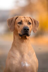 Rhodéský ridgeback stěňatka z PP- možná rezervace - 4