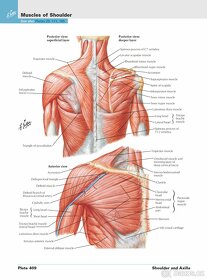 Netterov anatomický atlas človeka - 4