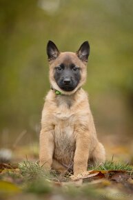 Belgický ovčák malinois - 4