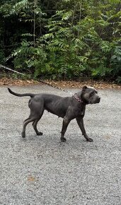 Bandog - 4