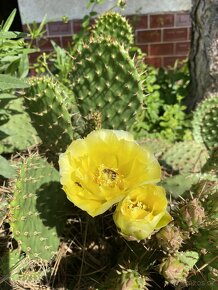 Mrazuvzdorný kaktus (Opuncie) - 4