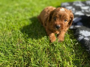 Cavapoo - 4