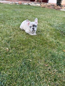 Francouzsky buldocek blue tan fluffy fenka a blue merle psik - 4