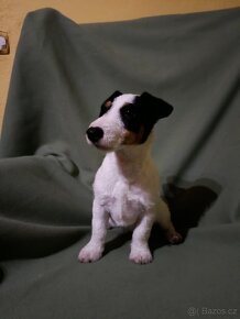 Jack Russell Terrier JRT Jack Rusel Terier tricolor - 4