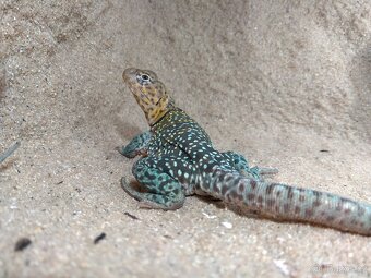 Leguánek obojkový - Crotaphytus collaris Wichita Mountain - 4