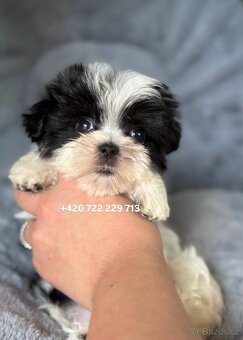 Maltipoo Morkie Peppi Fenka girl female - 4