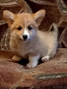 Welsh Corgi Pembroke - 4