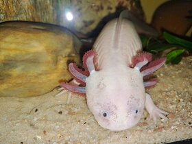 Axolotl Mexický - 4