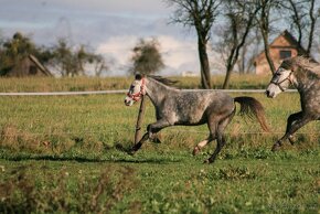 3letá pony klisna, bezplatný pronájem/prodej - 4