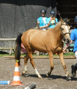 prodám hřebce ČSP pony - 4