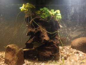 akvarijní kořen s anubias 3x - 4