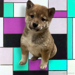 Shiba inu - 4