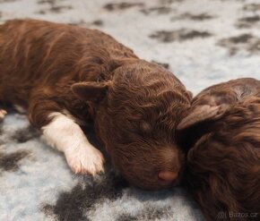 Lagotto Romagnolo s PP - 4