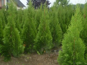 Tuje, Túje, Thuja,Thuje occ. smaragd 100-140cm nadzemní část - 4