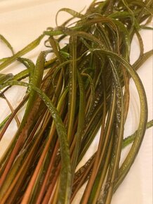 Cryptocoryne balansae - 4