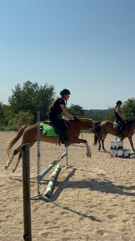 Welsh pony do sportu - 4