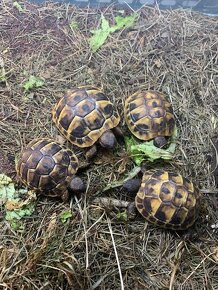 Želva zelenavá - Testudo hermanni - 4