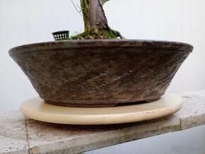 Tis červený bonsai - 4