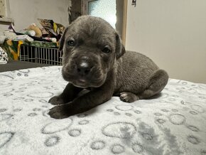 Cane corso - 4