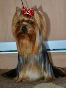 Jorkšírský teriér / Yorkshire Terrier s PP (FCI) - 4