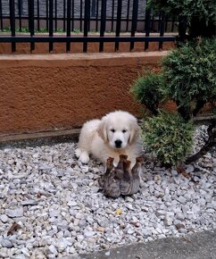 Zlatý Retrívr - Zlatý Retriever - Golden retriever S PP - 4