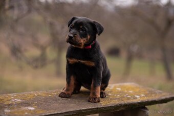 Beauceron - 4