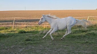 Letos 3letý valach appaloosa - 4