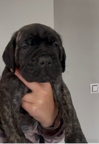 Cane Corso s PP - 4