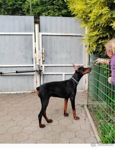 Doberman fenka s FCI PP - 4