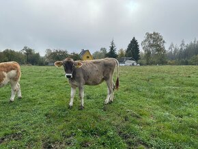 Jalovičky brown swiss 100% z ekologického zemědělství - 4