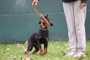 Beauceron s PP - 4