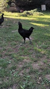 Čistokrevní kohoutci Ayam Cemani - 4