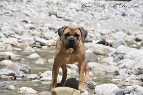 Cane Corso s PP FCI - 4