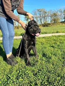 Cane corso - pejsek s PP - 4