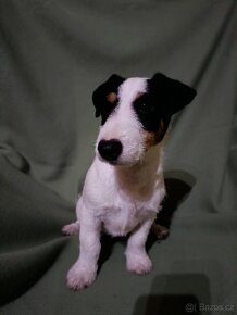 Jack Russell Terrier JRT Jack Rusel Terier - 4