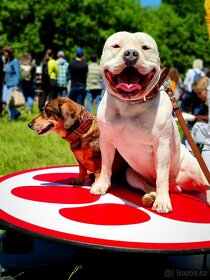 Krytí American Bully standard - 4