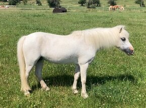 Welsh Pony - 4