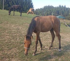 ČSP český sportovní pony červený plavák Hřebec KVH 135-140cm - 4