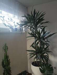 Dracena trojkmen - 4