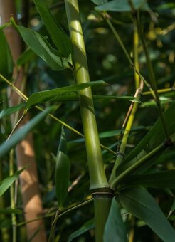 Bambus-Phyllostachys bissetti, Phyllostachys aue.spectabilis - 4